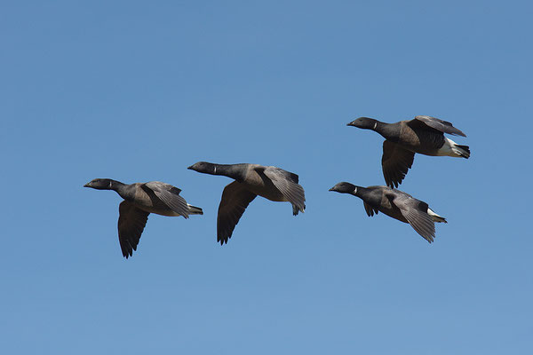 Ringelgans im Flug