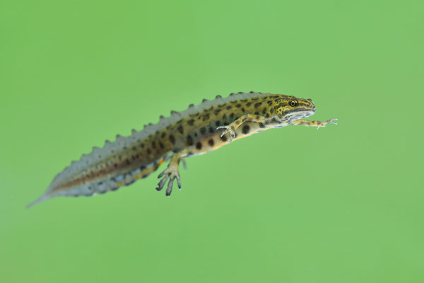 Teichmolch Männchen