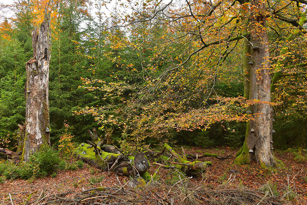 Urwald Nationalpark Eifel