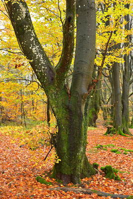 Hutewald Kalterherberg