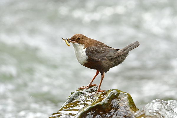 Wasseramsel