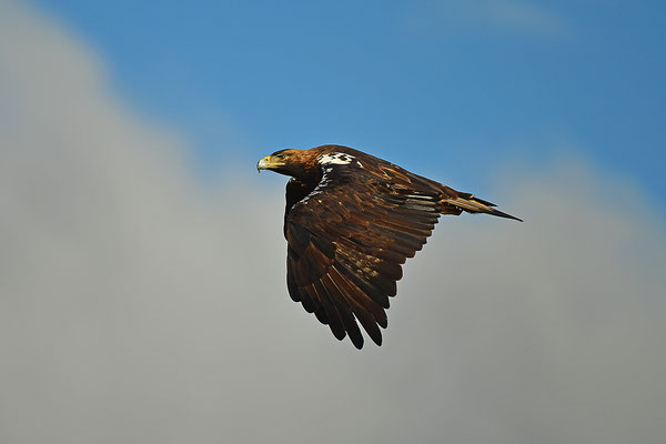 Kaiseradler