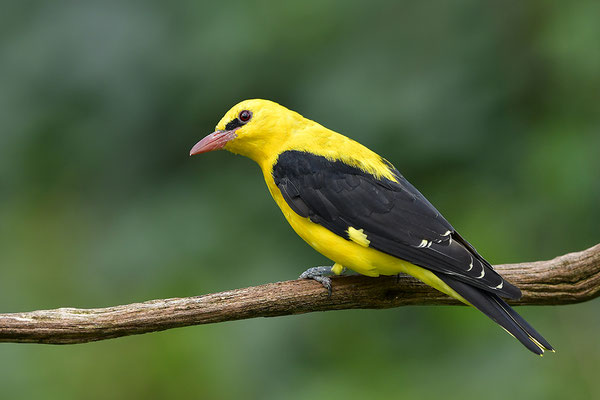 Pirol Männchen