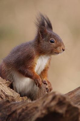 Eichhörnchen