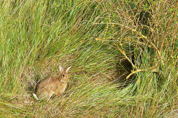 Kaninchen