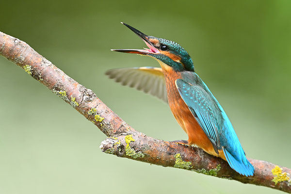 Eisvogel drohend