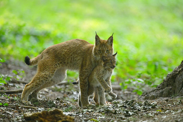 Luchs Mutter mit Jungtier