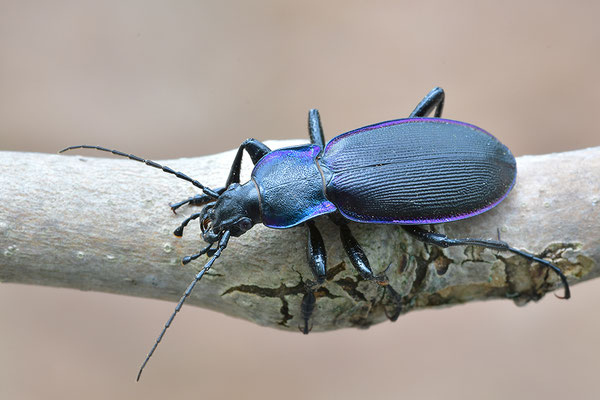 Violetter Laufkäfer, Goldleiste