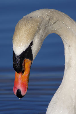 Höckerschwan