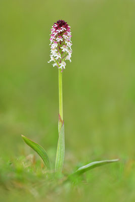 Brandknabenkraut