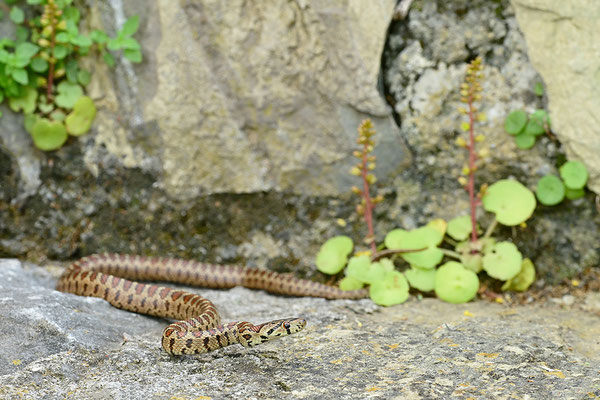 Leopardnatter