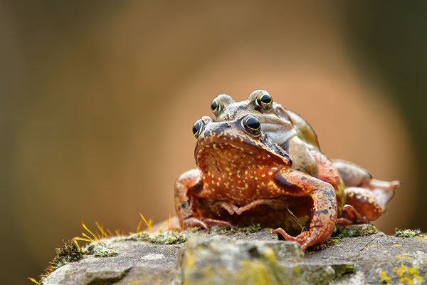 Grasfrosch Paar rot