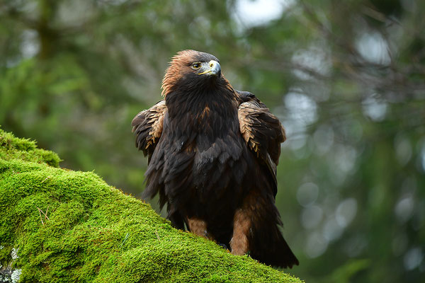 Steinadler