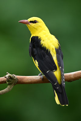 Pirol Männchen