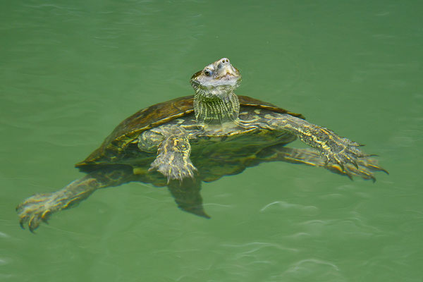 Balkan-Bachschildkröte