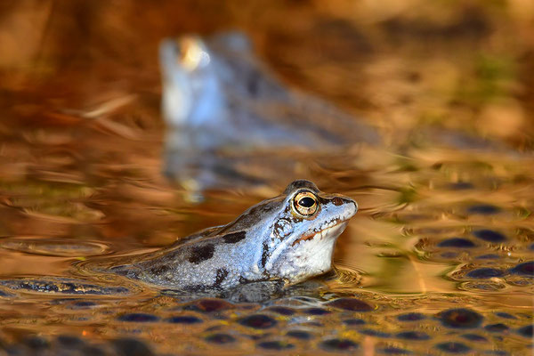 Moorfrosch