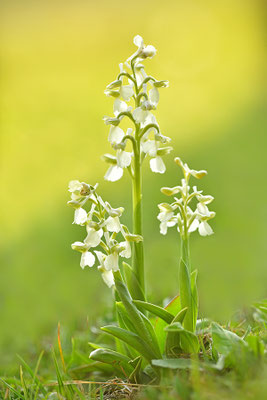 Kleines Knabenkraut