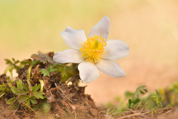 Frühlingsküchenschelle (Pulsatilla vernalis)