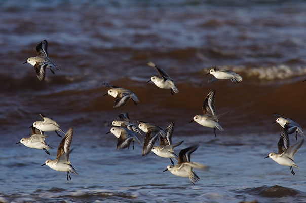 Sanderlinge im Flug
