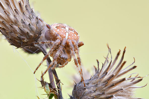 Gartenkreuzspinne