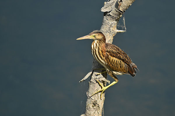 Zwergdommel Jungvogel