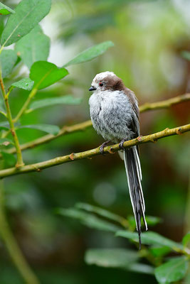 Schwanzmeise Jungvogel