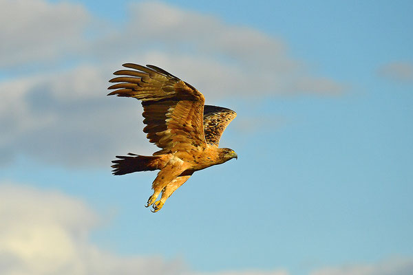 Kaiseradler Jungvogel