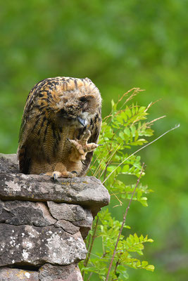 Uhu Jungvogel