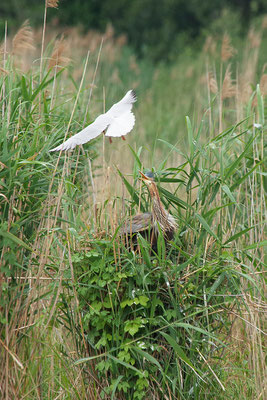 Purpurreiher am Nest