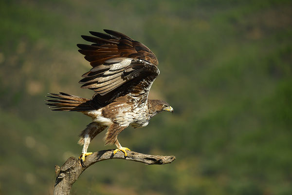 Habichtsadler