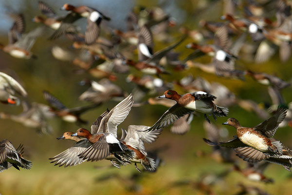 Enten im Flug