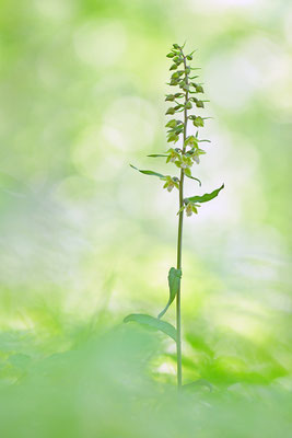 Violette Stendelwurz