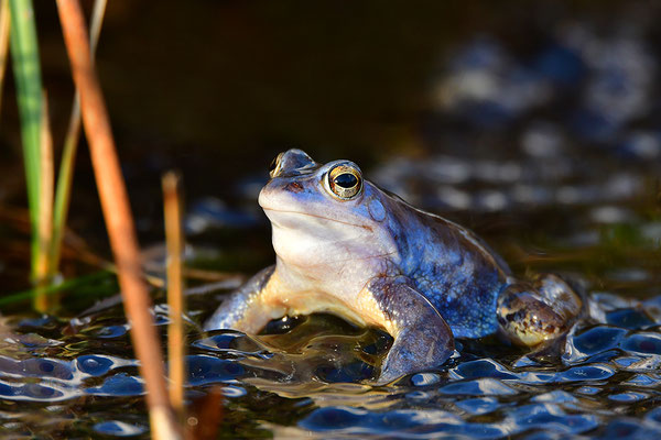 Moorfrosch