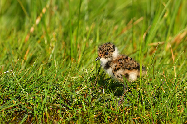 Kiebitz Jungvogel