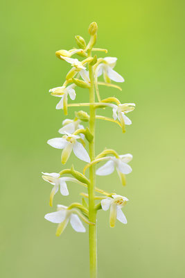 Weiße Waldhyazinthe Detail