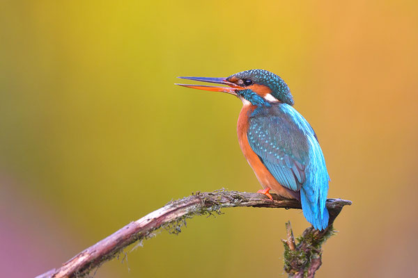 Eisvogel Weibchen