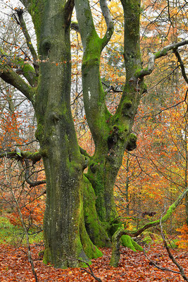 Hutewald Kalterherberg