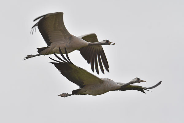 Kraniche im Flug