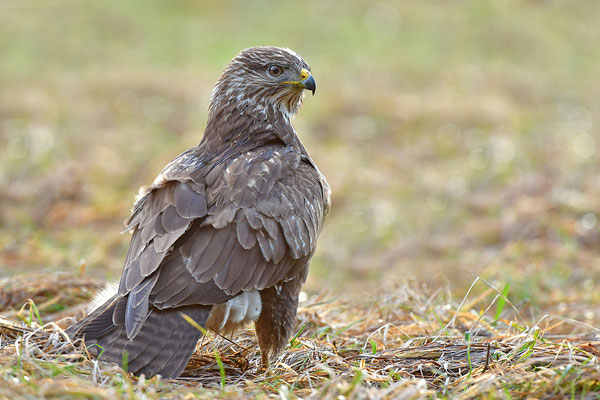 Mäusebussard