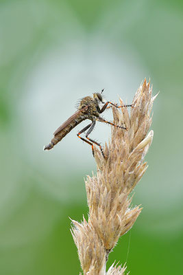 Raubfliege