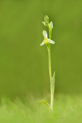 Gelbe Bienenragwurz flavescens