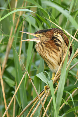 Zwergdommel Jungvogel