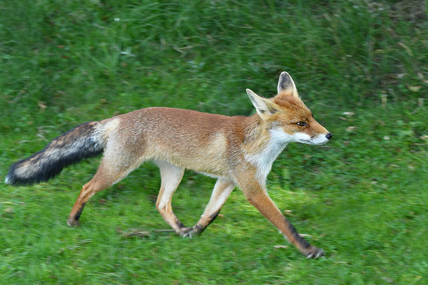Fuchs im Lauf