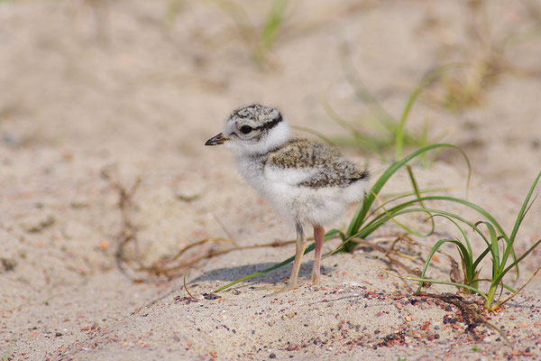 Sandregenpfeifer Jungvogel
