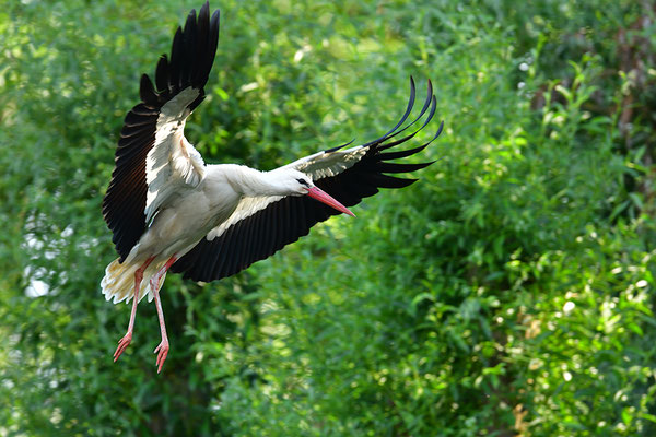 Weißstorch im Flug