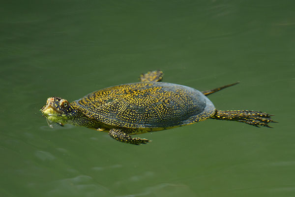 Europäische Sumpfschildkröte