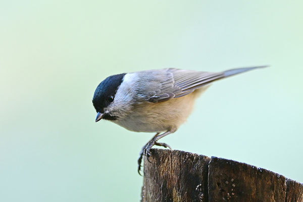 Weidenmeise