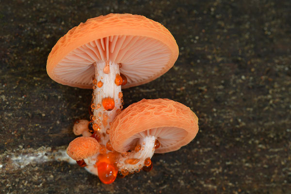 Orangeroter Adernseitling