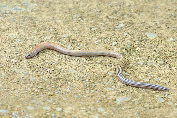 Gesprenkelter Schlangenskink