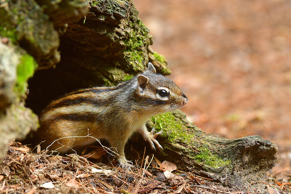 Sibirisches Streifenhörnchen